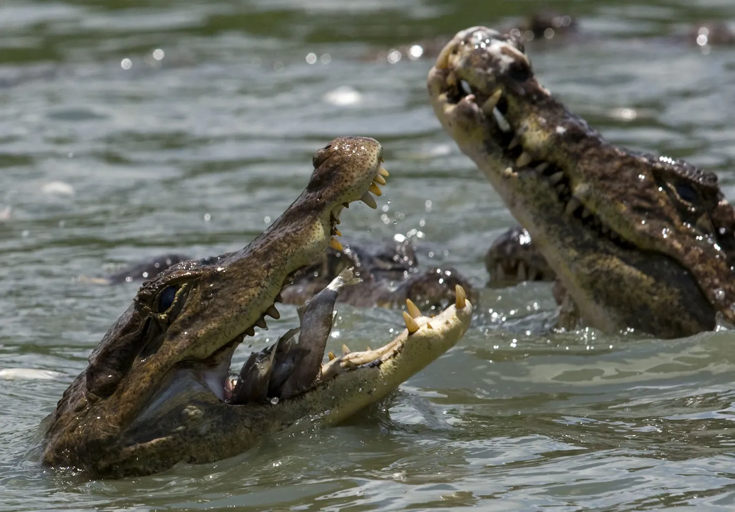 Mees tappis end krokodillidest kubisevasse jõkke hüpates
