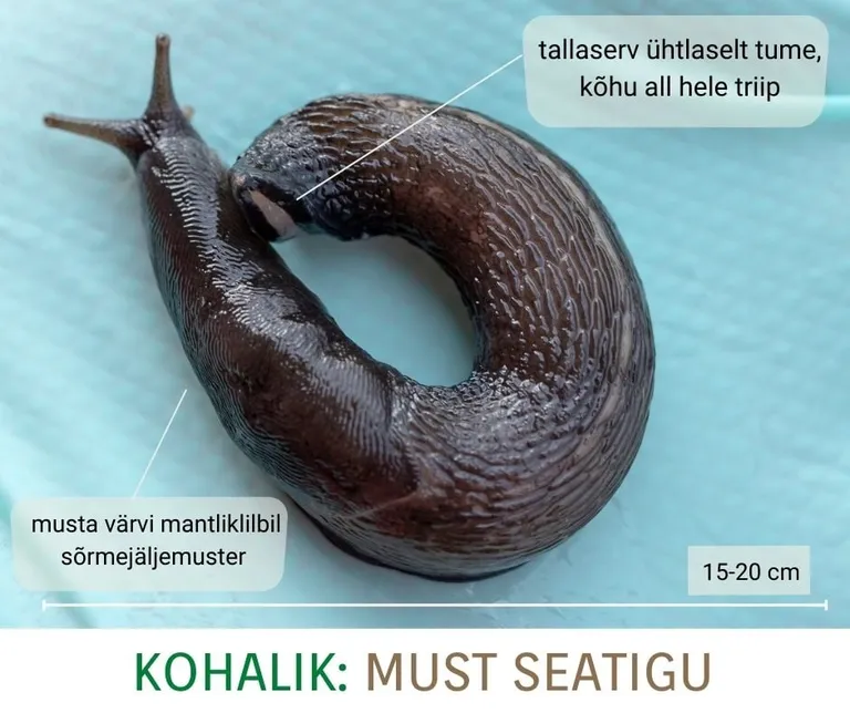 Must seatigu.