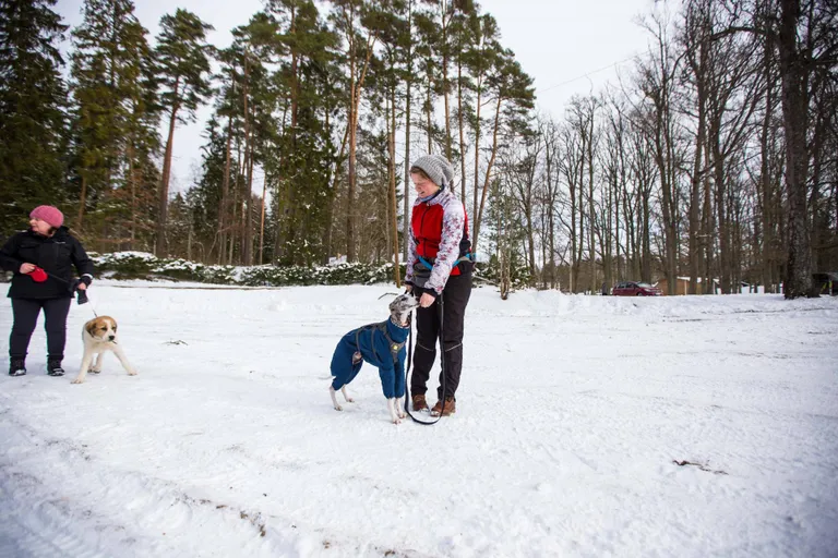 Tartust tulnud whippet'i tõugu Lego ja tema perenaine Jaana Reinek teepeatuses Nelijärvel.