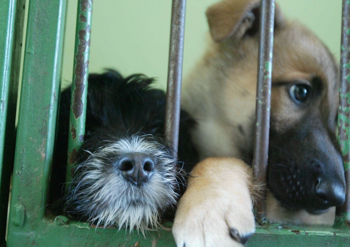 Koerad loomade varjupaigas