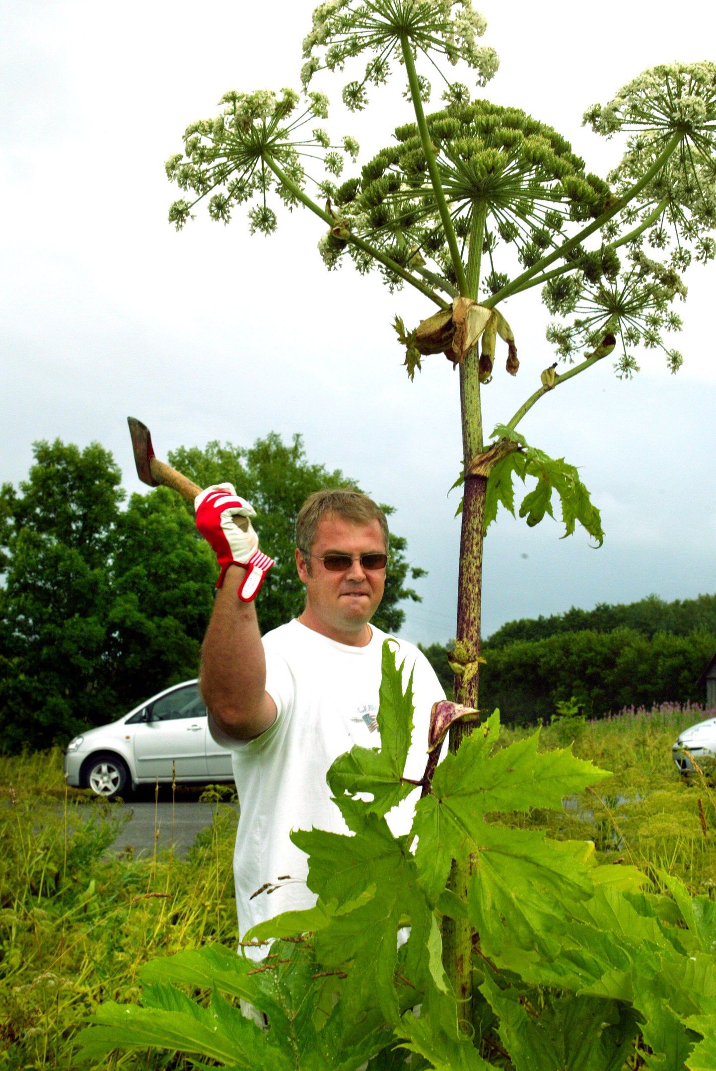 Praegune vallavanem Veigo Gutmann  2005. aastal Rae vallavolikogu esimehena mürkputke hävitamas.