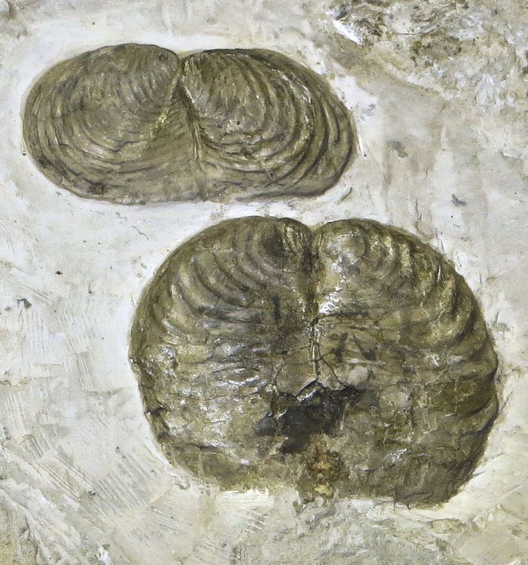 Uute fossiilidega selgub tihti, et mõni varem liigiks peetud organismirühm on hoopis perekond. See tekitab segadust nii taksonite hierarhilises süsteemis kui ka fossiilide kuuluvust kajastavate nimede andmisel. Pildil on juuraajastul elanud molluskite Inoceramus kivistised.