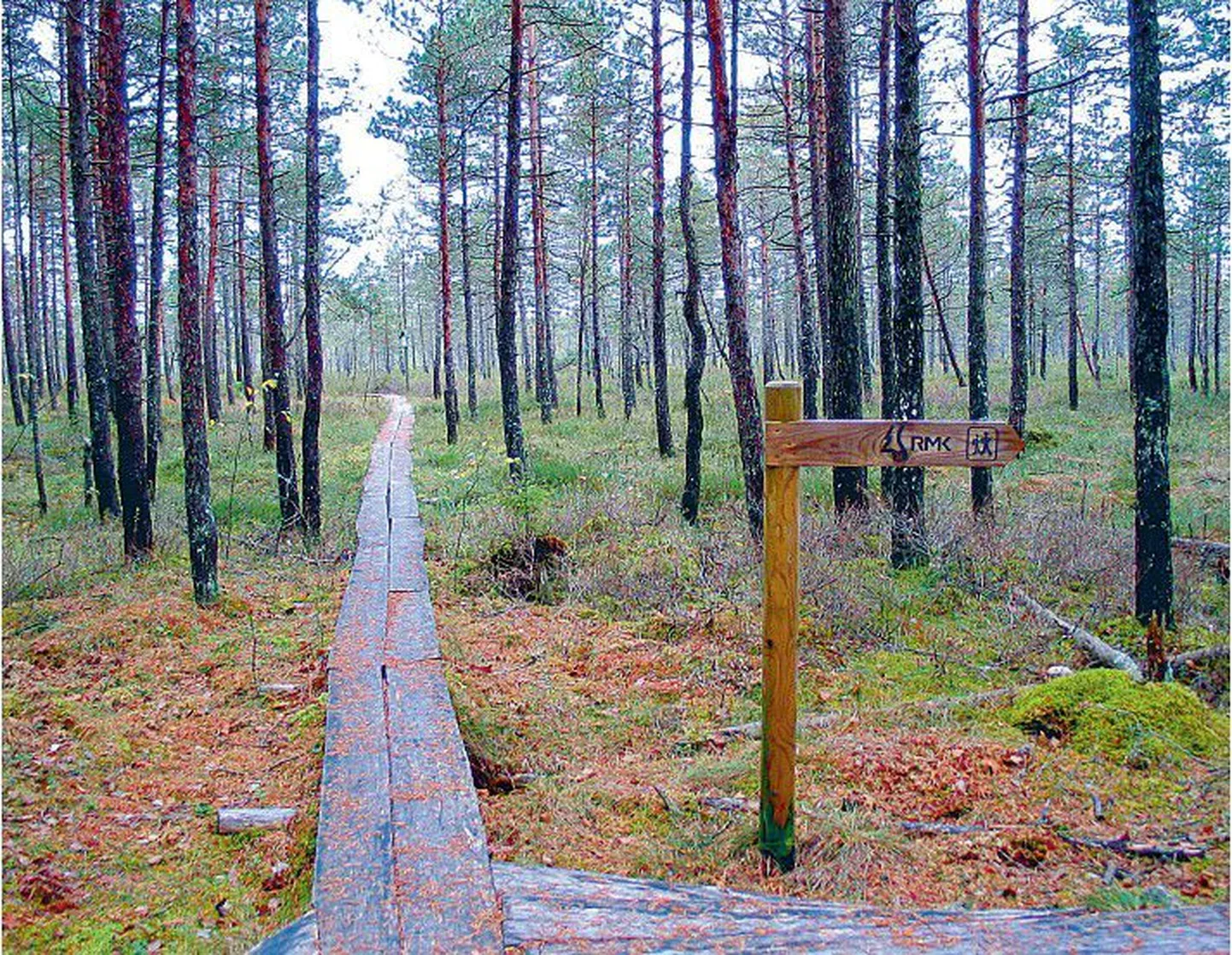 Pildil olev ligi viie kilomeetri pikkune matkarada on Teringi rabas.