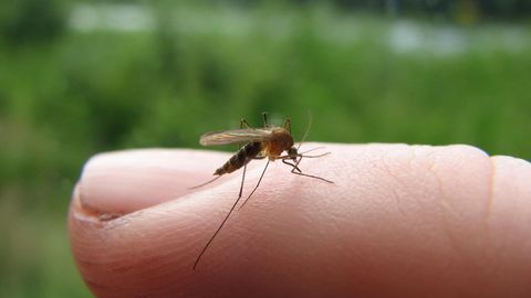 Sääsepõuane kevad ei pruugi ennustada samasugust suve