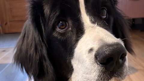 ÜLESKUTSE ⟩ Aknalaual sirgub ninaesist ka loomadele ja lindudele. Maa Elu lugejad jagasid oma taimebeebisid