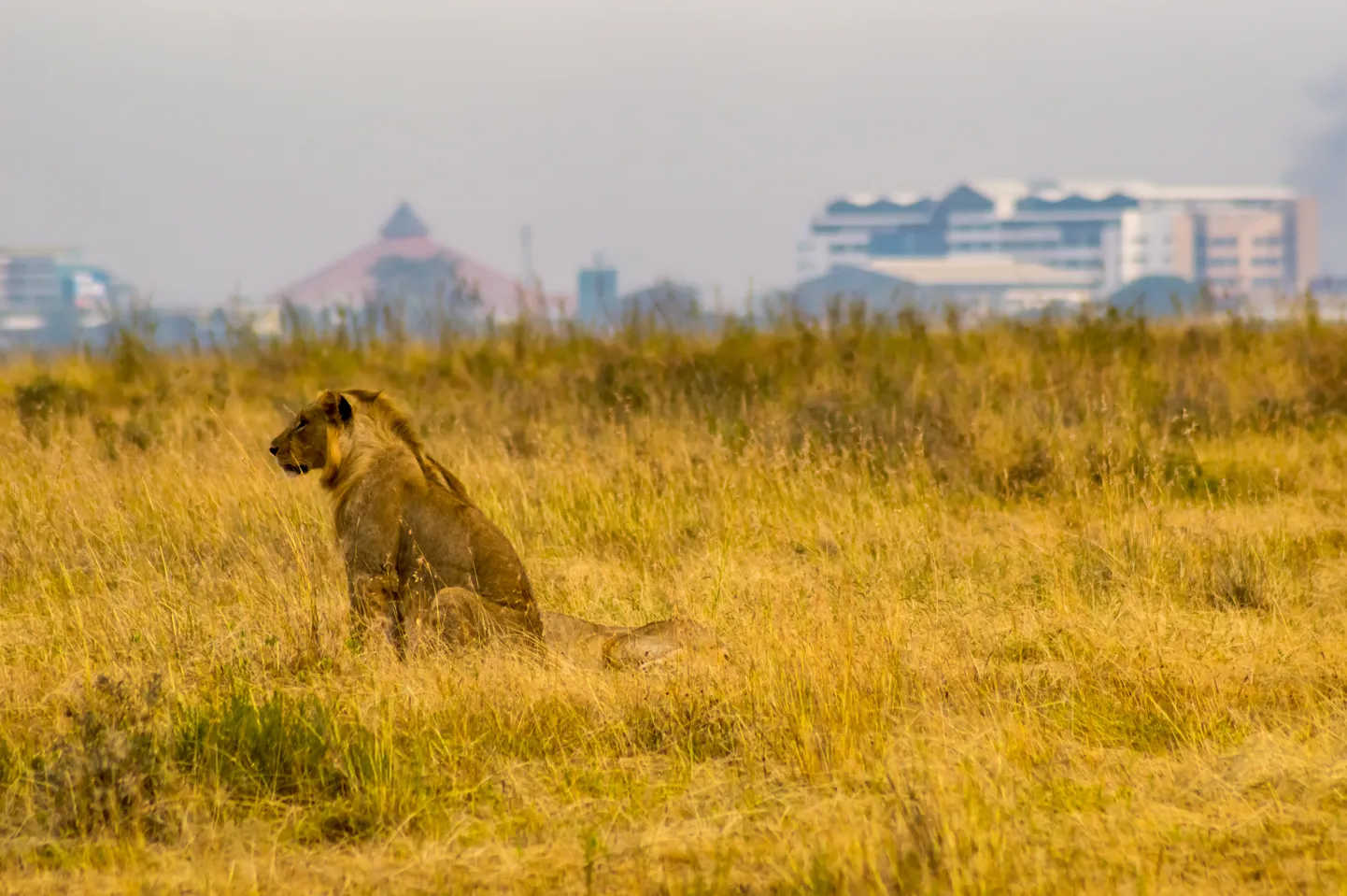 Lõvid Nairobi taustal