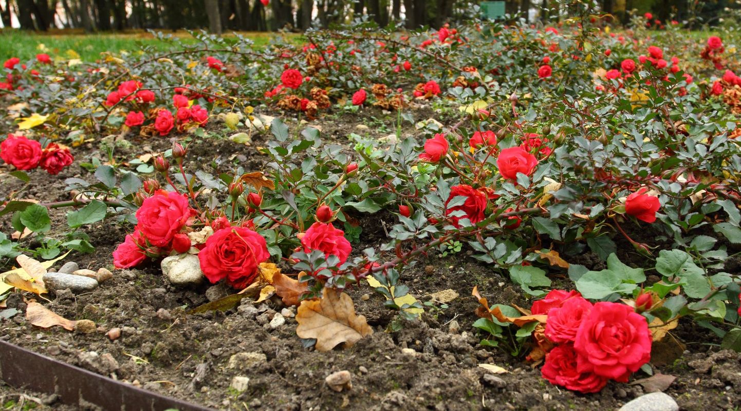 Kevadisel talgupäeval rajati Palupera mõisakooli esisele lillepeenar, kuhu istutati 146 roosi, mis pakkusid nii kohalikele kui mõisakooli külalistele silmailu oktoobri lõpuni.