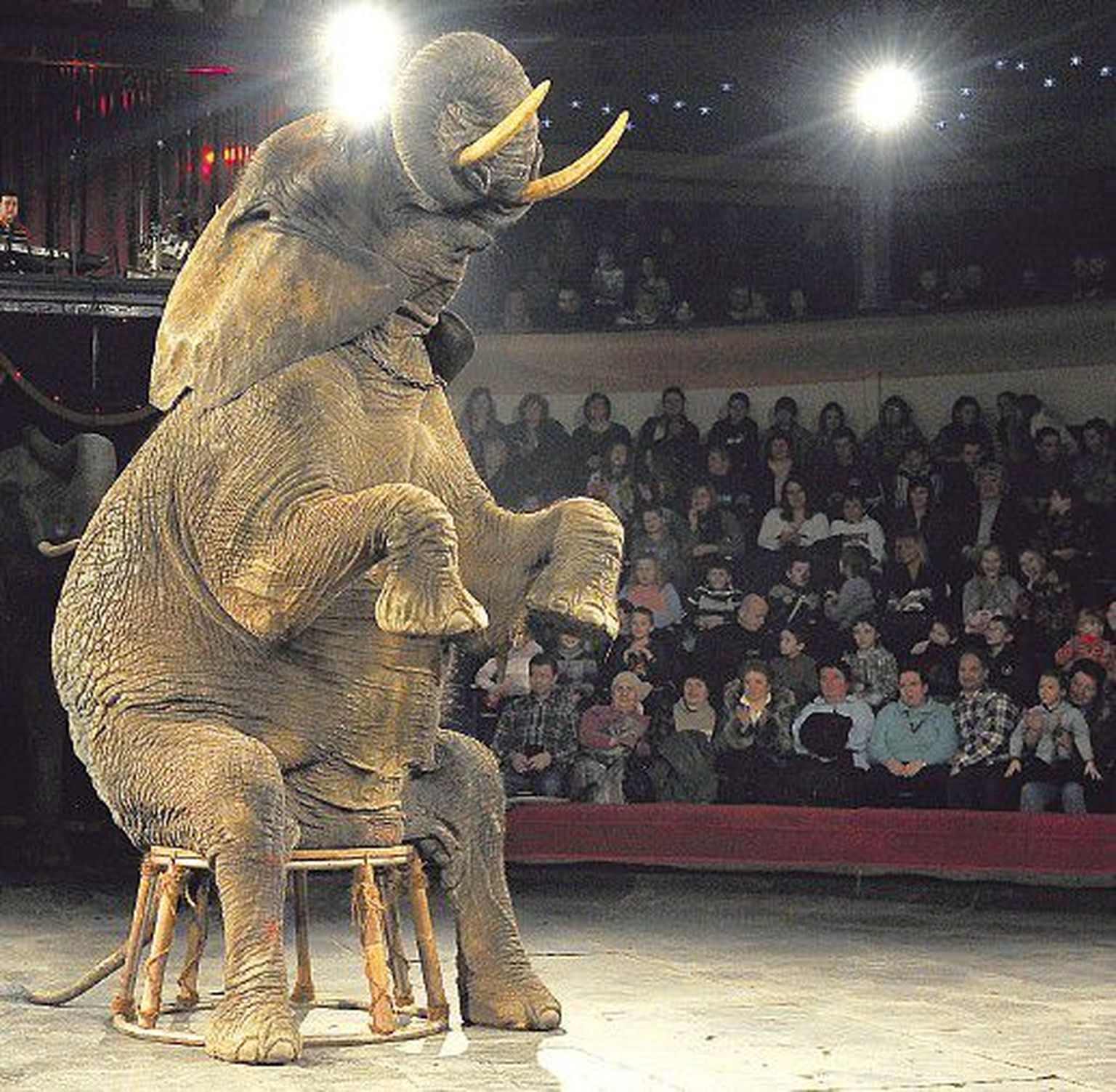 Слон в цирке. Фото иллюстративное.