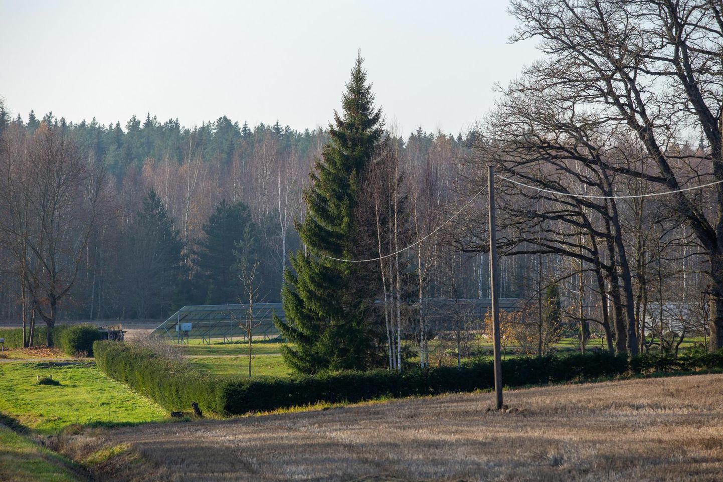 Eelmisel aastal Vabaduse platsi ehtinud jõulupuu tuli linna Viljandi vallast Intsu külast.