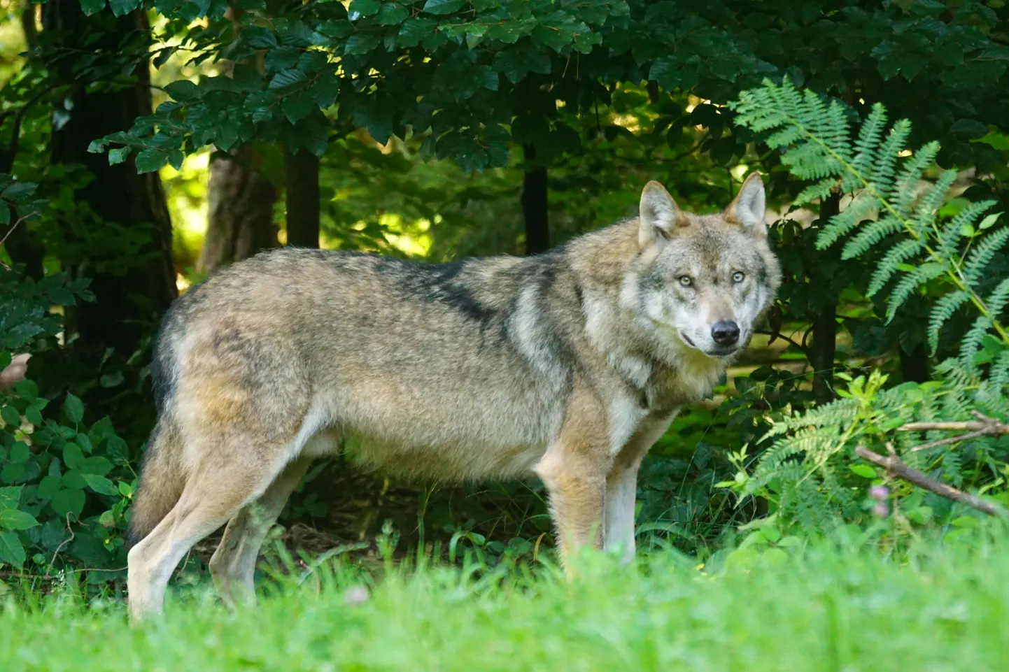 Kas Narva-Jõesuus nähti tõesti hundikarja või on hirmul suured silmad?