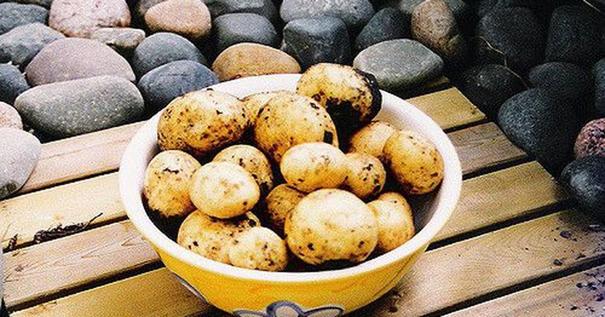 Soome teadlane: Ameerika terviseuuringud teevad kartulile liiga
