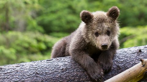 ВИДЕО ⟩ Редкое зрелище: камера запечатлела медведицу и очень дисциплинированных медвежат