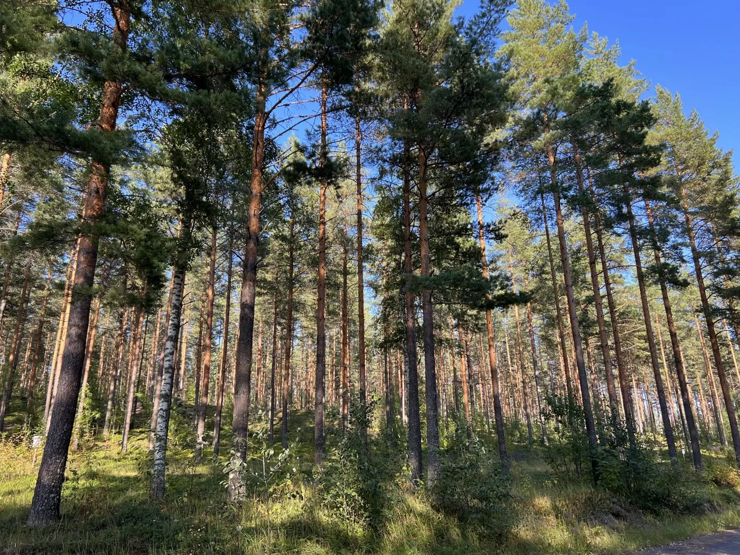 Valgusküllane männimets, kust võis korjata mustikaid, pohli ja kukeseeni.