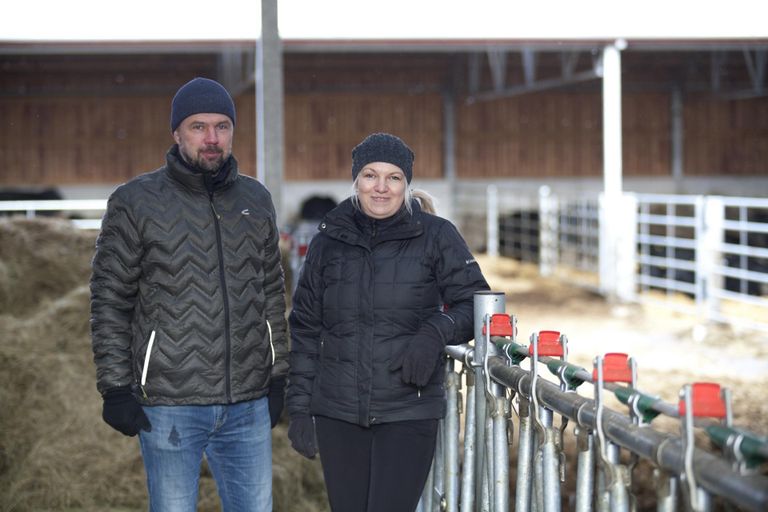 Tiina ja Ivo Tomson on lihaveiseid kasvatanud seitse aastat ja see on nende esimene tõsisem kokkupuude loomadega.