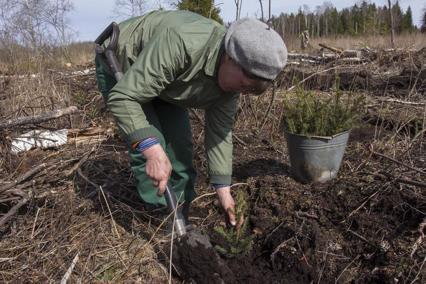 Kümneid aastaid metsa istutamas käinud Helve Koovit peab end eluaegseks metsainimeseks.