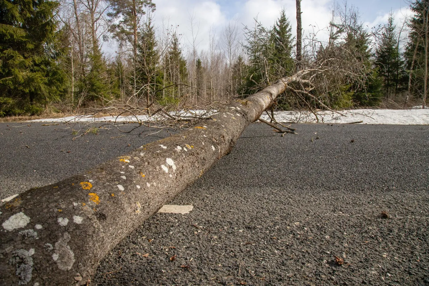 Foto on tehtud Mustla ja Kärstna vahelisel teel 26. märtsil, mil Viljandi ilmajaam mõõtis kuu tugevaima puhangu. Märts kokkuvõttes jäi aga tuule poolest normist leebemaks.