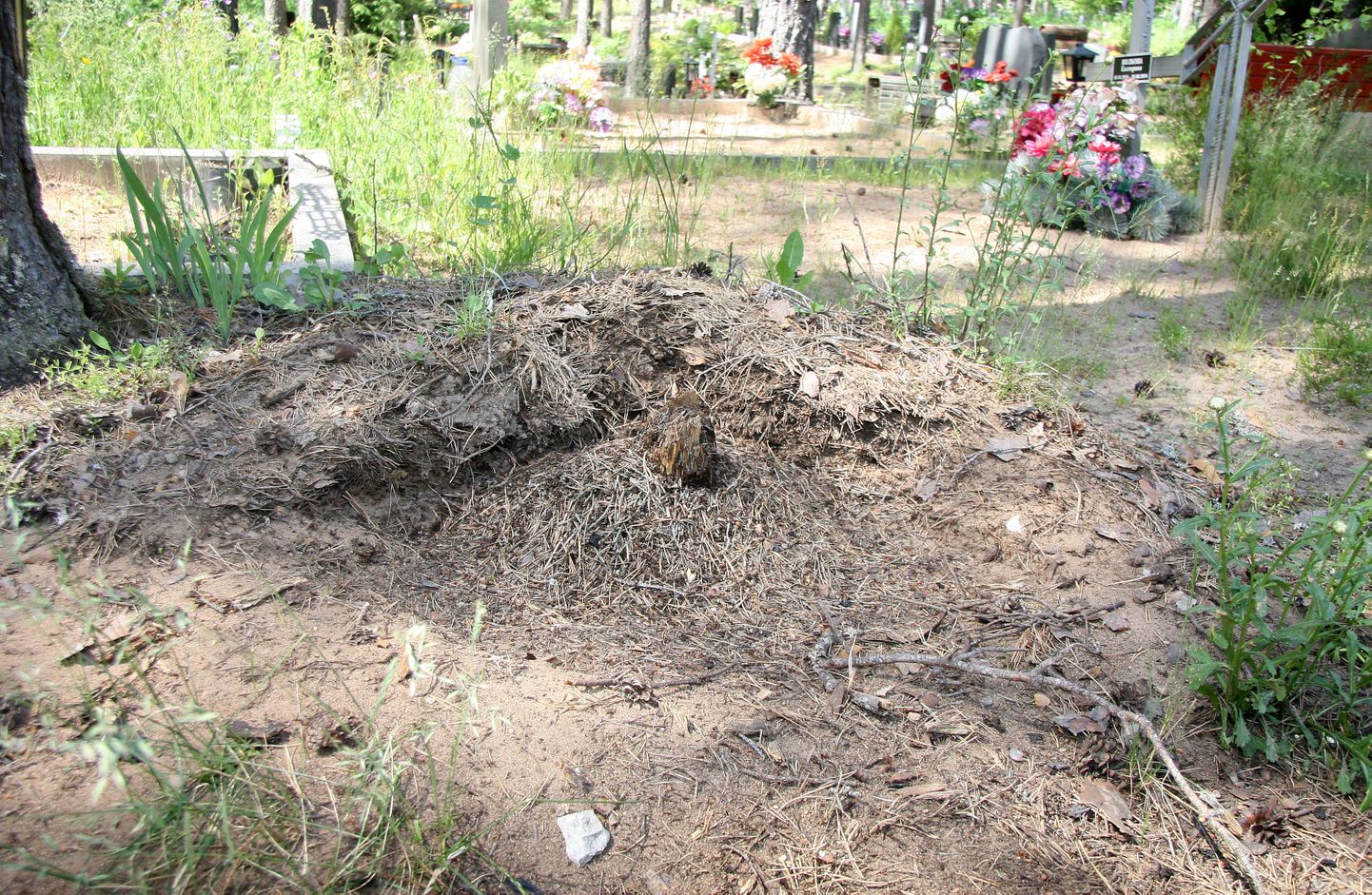 Karu räsitud sipelgapesa üritasid kalmistu töötajad uuesti kuhilaks vormida.