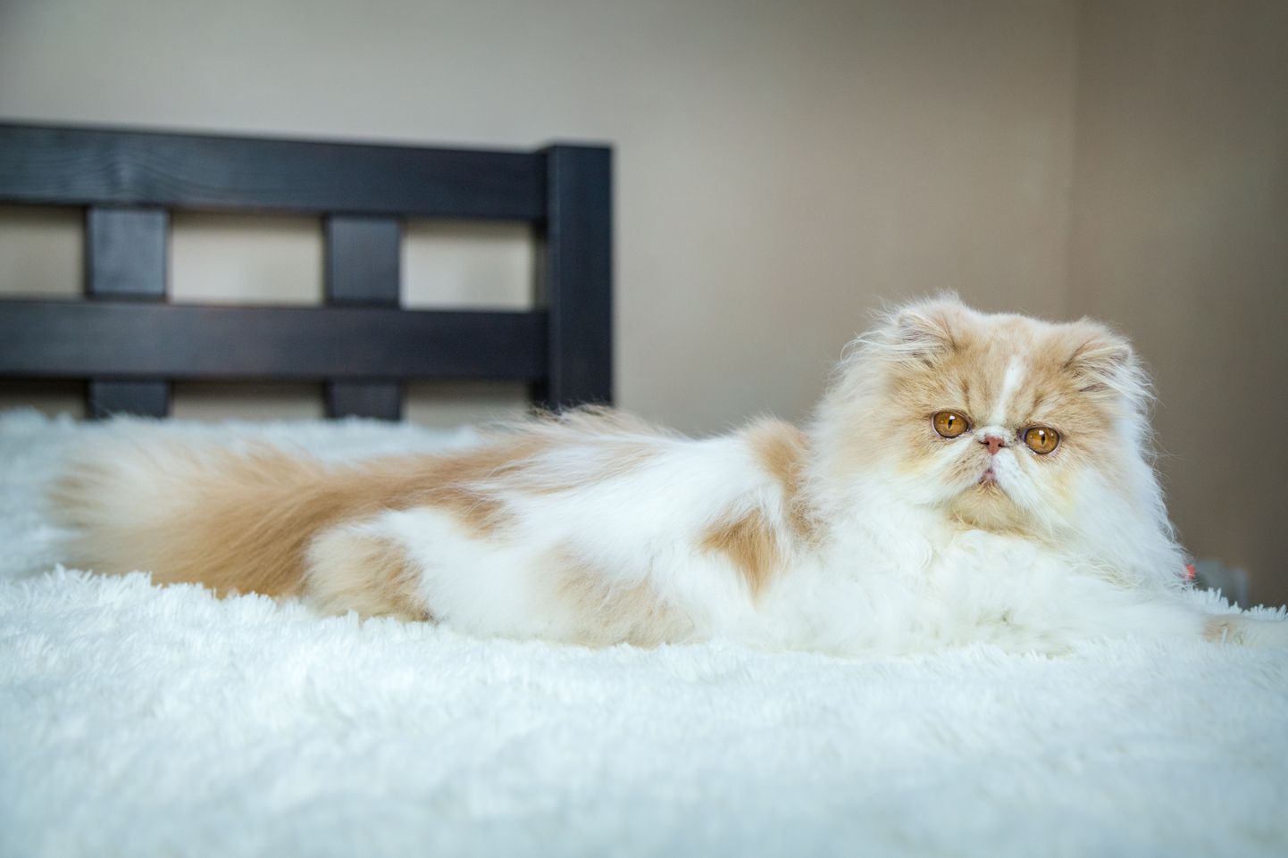 Персидская кошка. Фото иллюстративное.