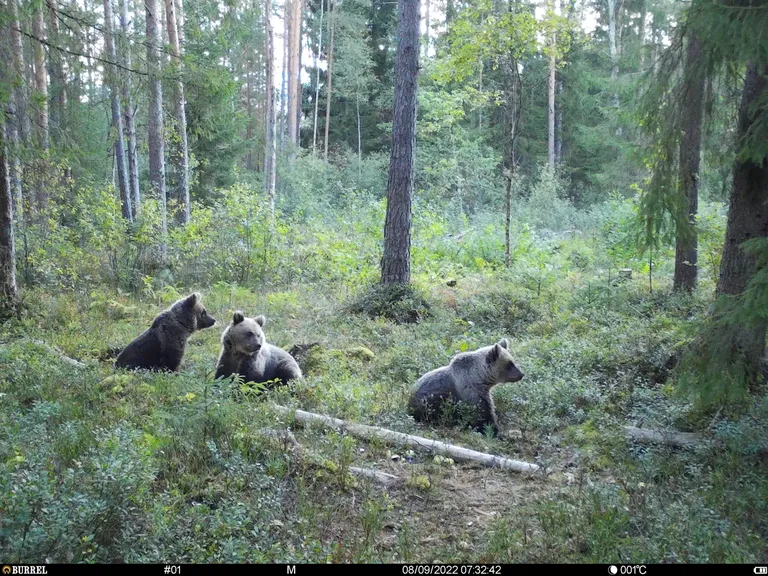 Marko Nurmsalu rajakaamera. Väätsa jahipiirkonnas Lõõlas Järvamaal. Jüri Jõepera eriauhind ning zürii äramärgitud foto