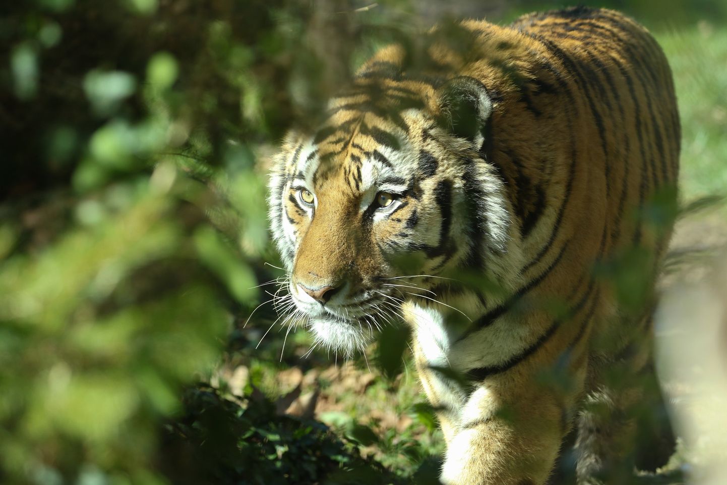 Тигр Поотсман в итальянском зоопарке Parco Natura Viva
