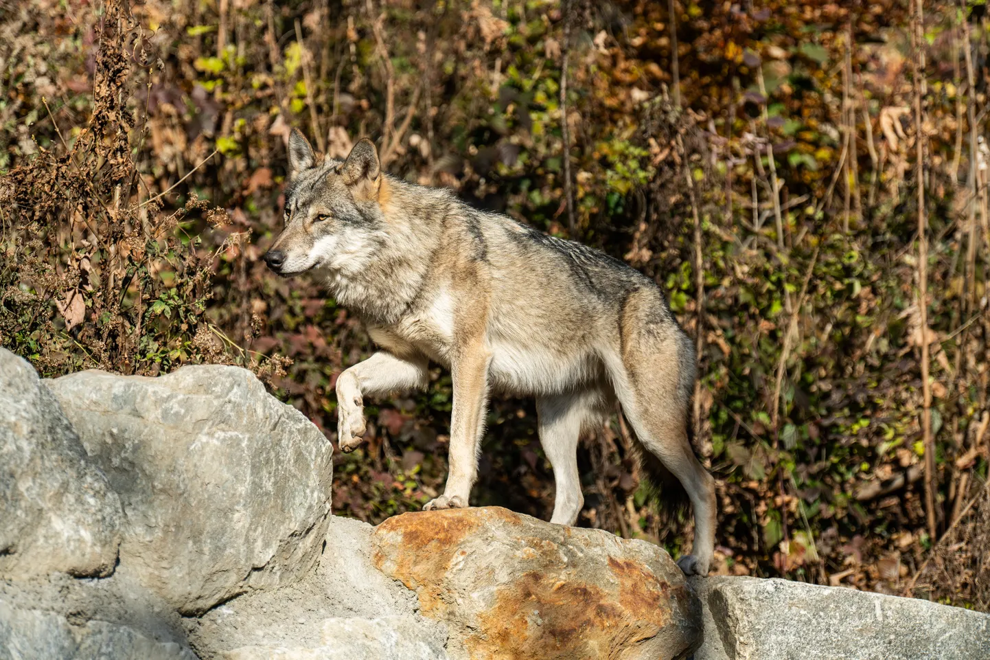 Hunt Austrias Innsbrucki alpiloomaaias.