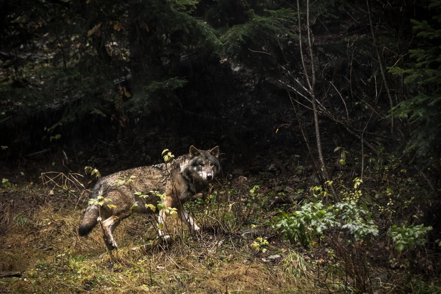 Ulukiuurija hinnangul on hundi arvukus viimased kümme aastat stabiilne olnud ja nende arv pole viimase aastaga oluliselt kasvanud.