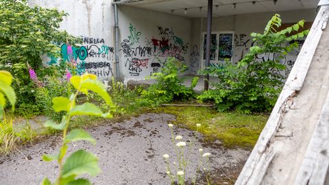 Rohututt kuurortlinnas: kus lõpeb liigirikkus ja algab lohakus?