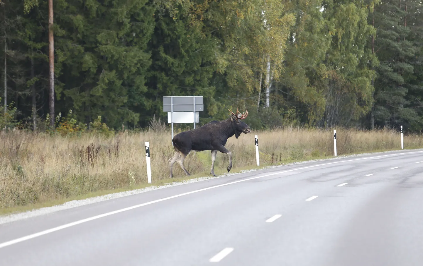 Põder.