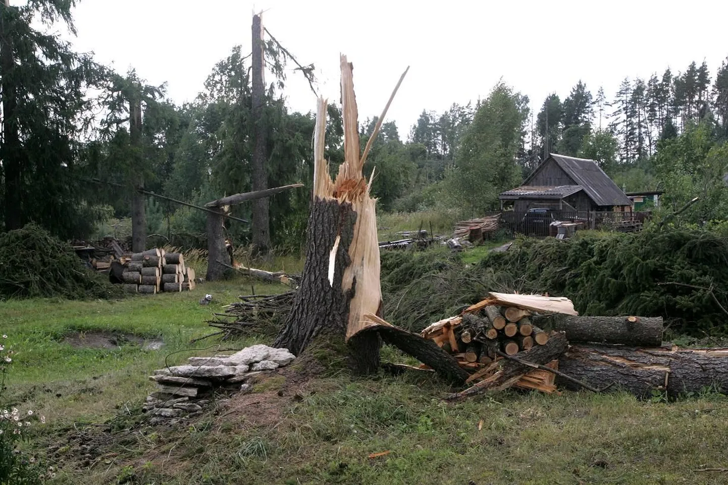 Murdunud puu.