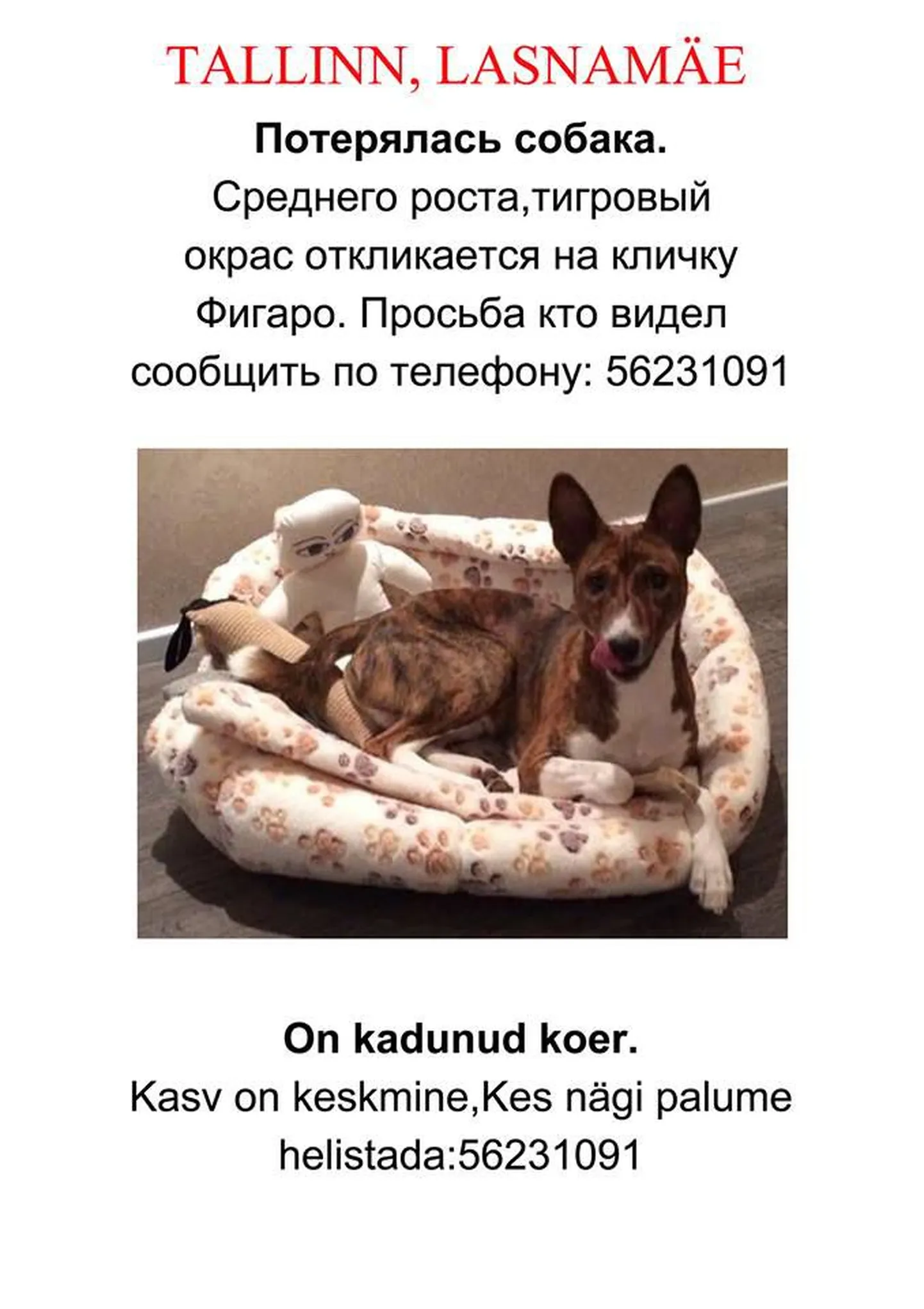 Разыскивается Фигаро.
