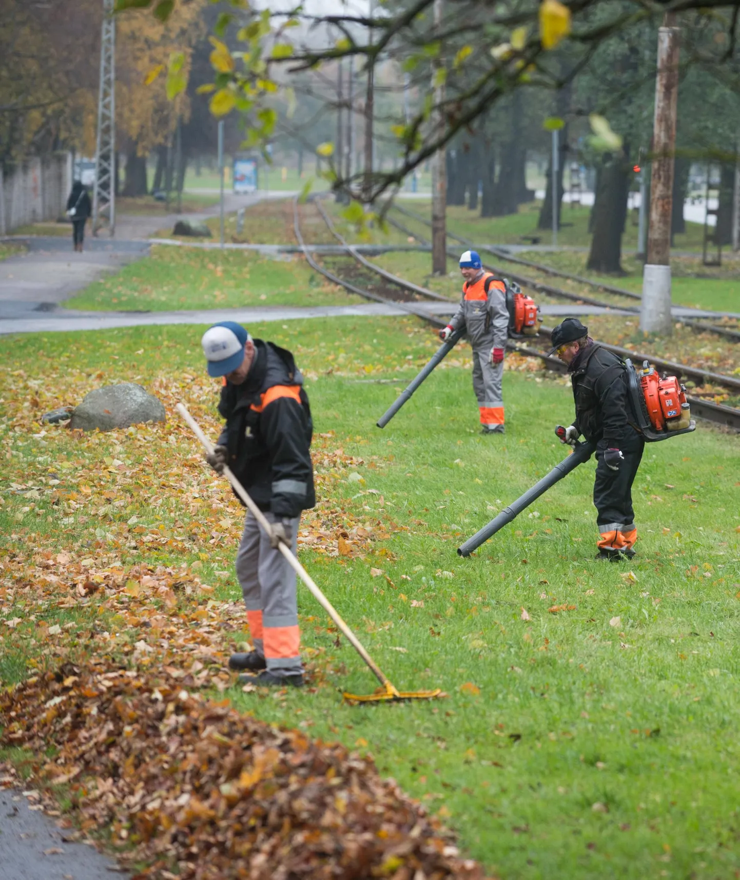 Tänapäeva laululindudel, lohvidega meestel, töö niipea otsa ei lõpe, sest lehesadu alles algab ja muutub eriti ägedaks korralikuma öökülma järel.