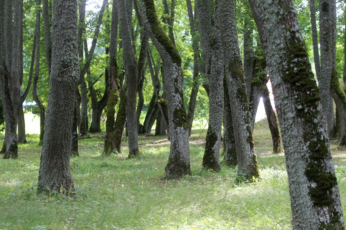 Park