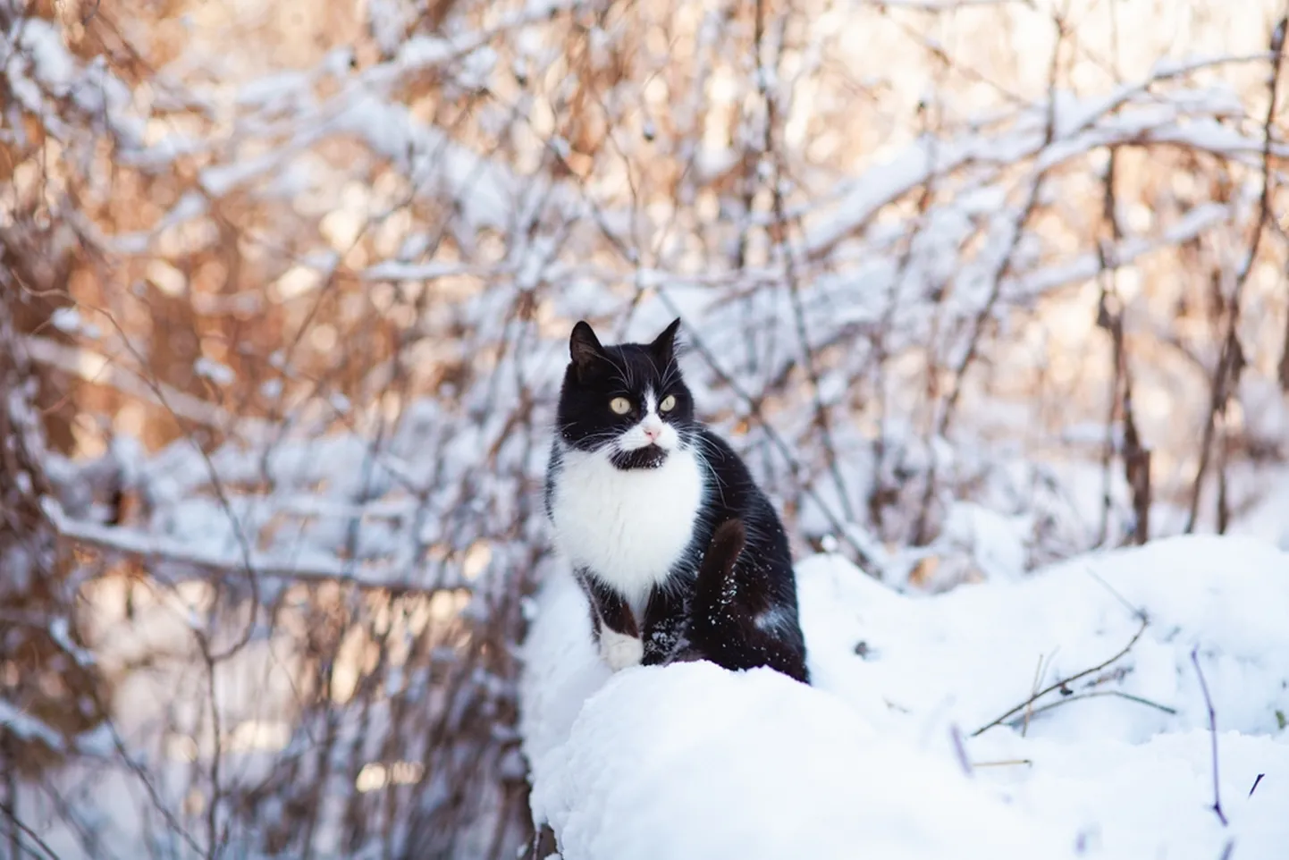 Кот зимой