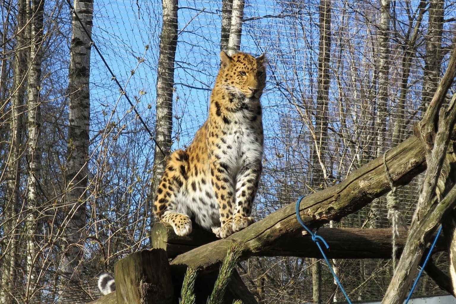 Amuuri leopard Alexei ronib kõrgustes ja vaatab nõutult ringi — kuhu on kadunud külalised?