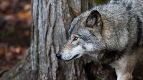 Волк с тяжелой судьбой был запечатлен на камеру видеонаблюдения