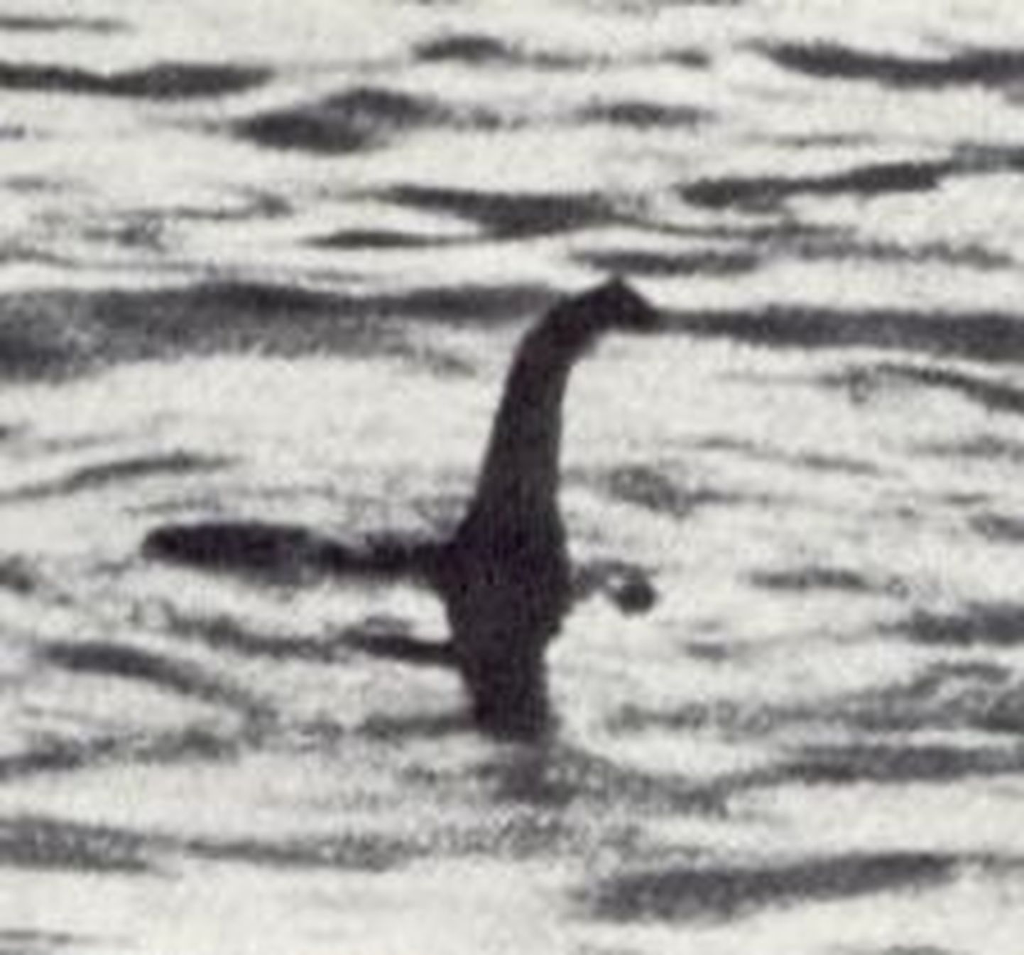 1934. aastast pärineval fotol figureerib väidetavalt Loch Nessi koletis, hellitusnimega Nessie.