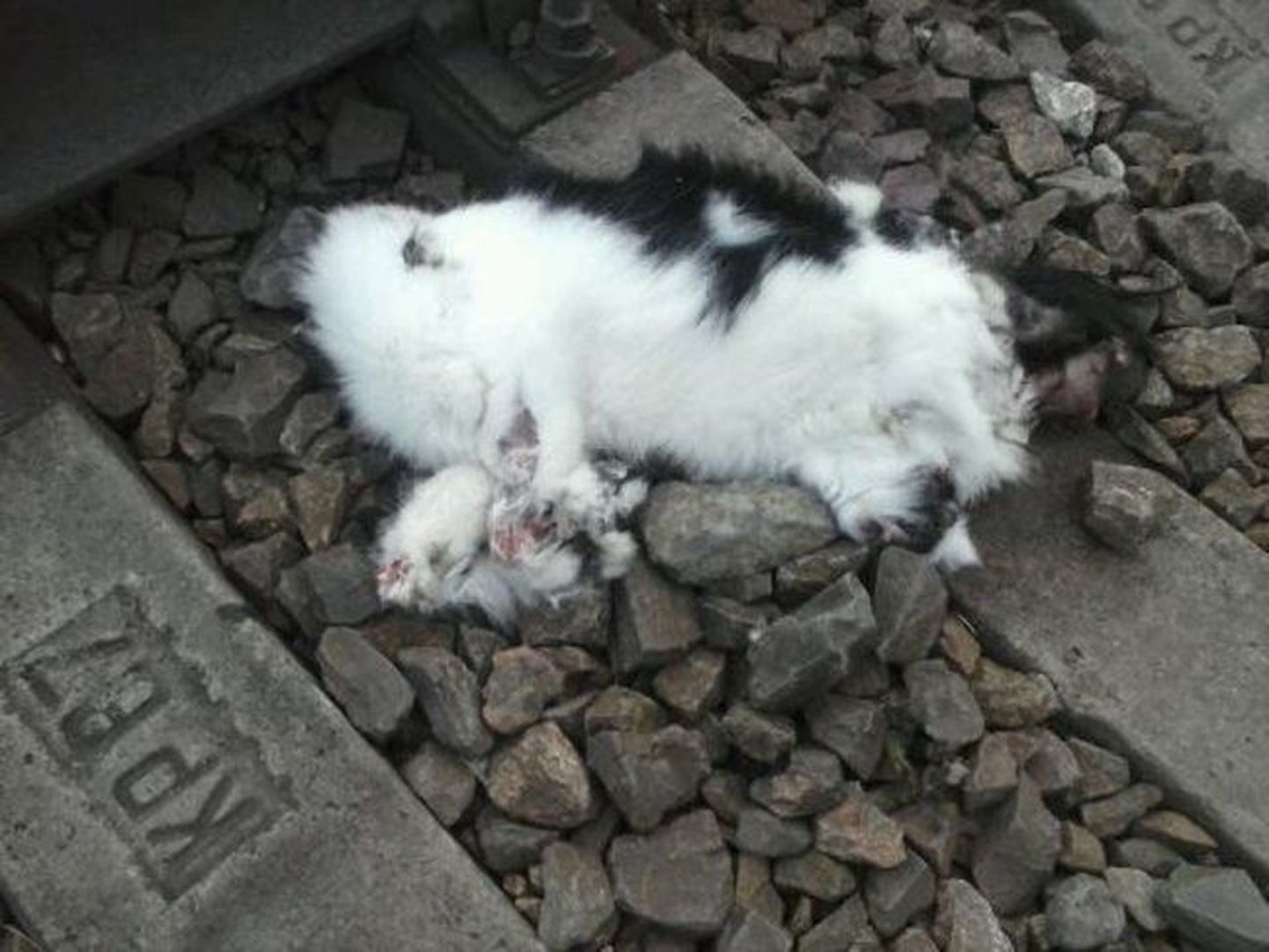 Прямо на железнодорожных рельсах был обнаружен изуродованный труп кошки.