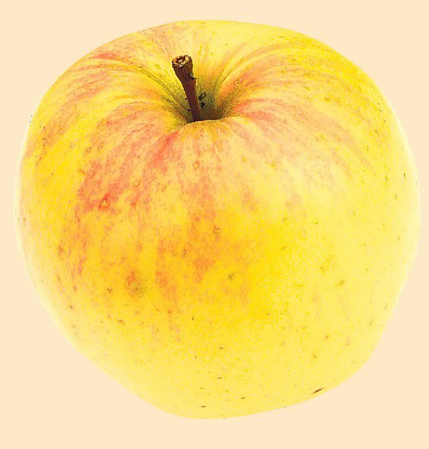Яблоки всегда считались очень полезным для здоровья продуктом.
