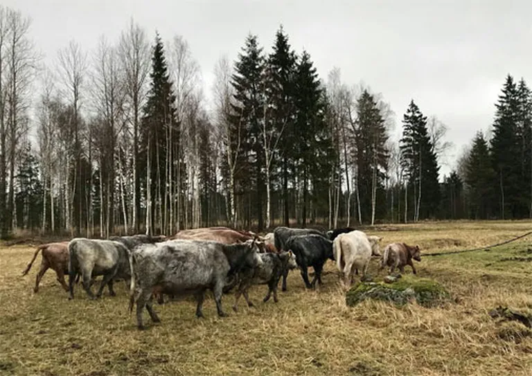 Raksta foto