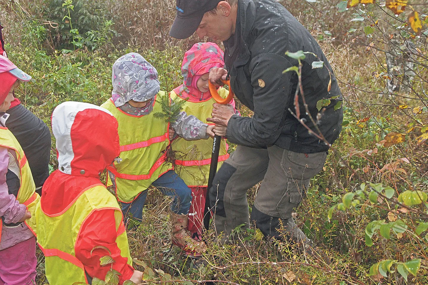 Paari aasta eest tehti sellel maal raiet ning vanade kändude ja taimejuurte vahel oli natuke liiga raske kaevata, et lapsed seda päris üksi suudaksid. Seetõttu jagati mudilased kaasas olevate täiskasvanute vahel laiali ja igaüks sai proovida nii kaevamist, kuuskede muldapanekut kui ka pärast sikutamist, et veenduda, kas puu sai maasse korralikult.