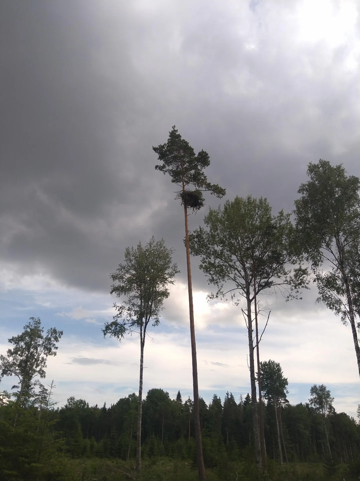 Гнездовым деревом орланы выбрали стройную сосну на пути Rail Baltic.