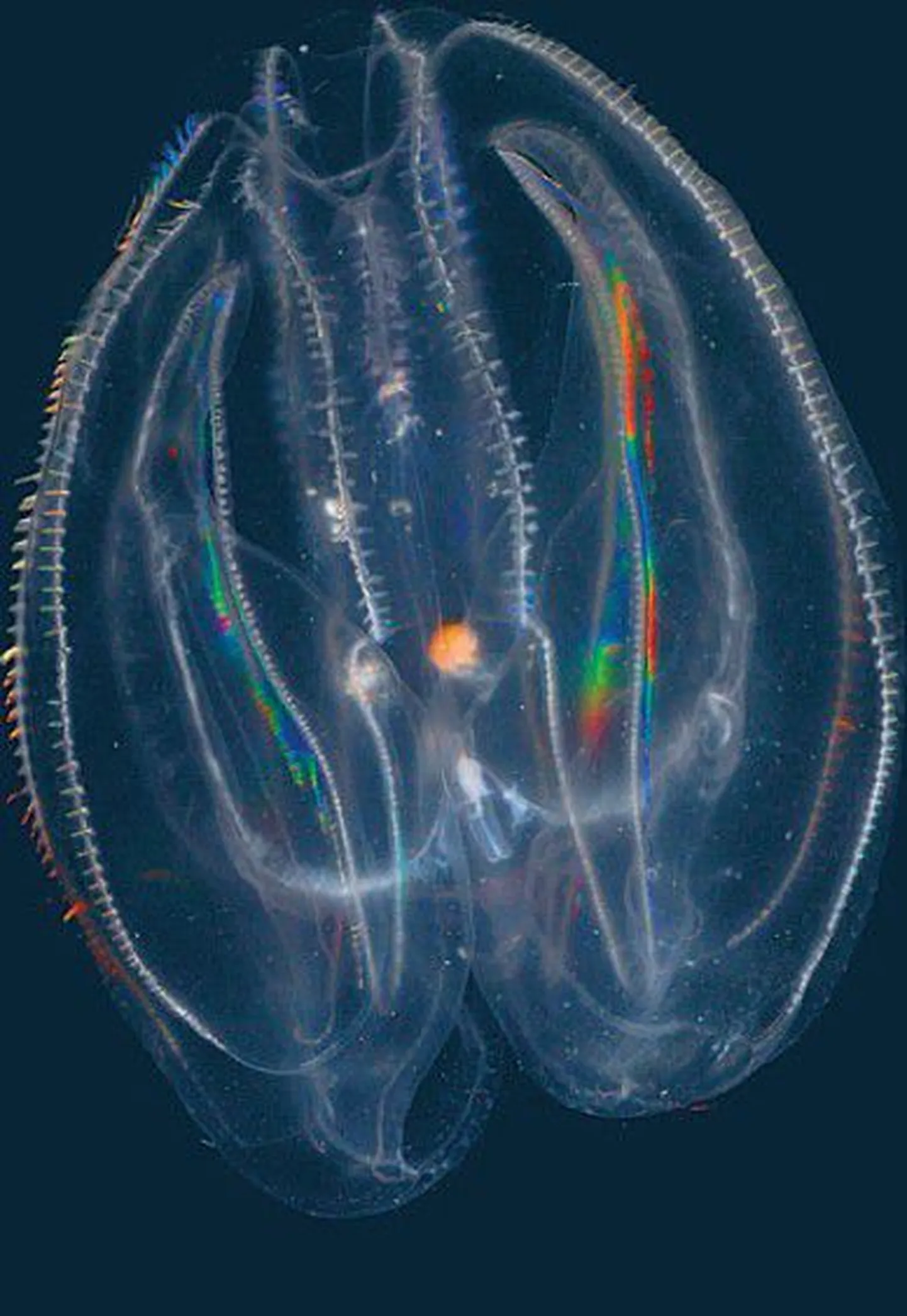 Согласно заявлению комиссии 9 стран, состав фауны Балтийского моря резко деградирует. Медузы вполне могут заменить рыб. На снимке: Mnemiopsis