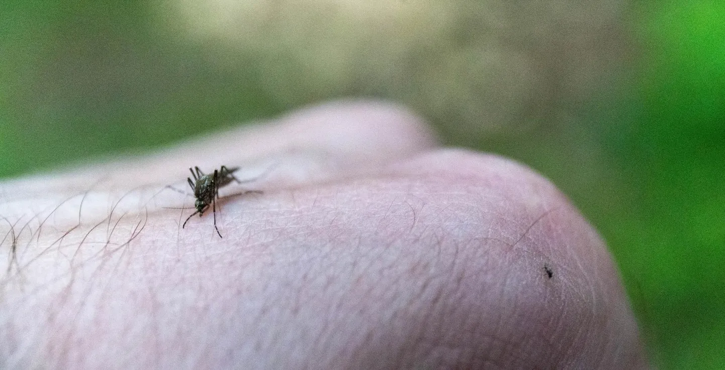 Sääsed on kohal niipea, kui inimene peanupu koduuksest välja pistab. Sajune kevad oli soodne aeg paljunemiseks ning nüüd on sääseuputus kohal.