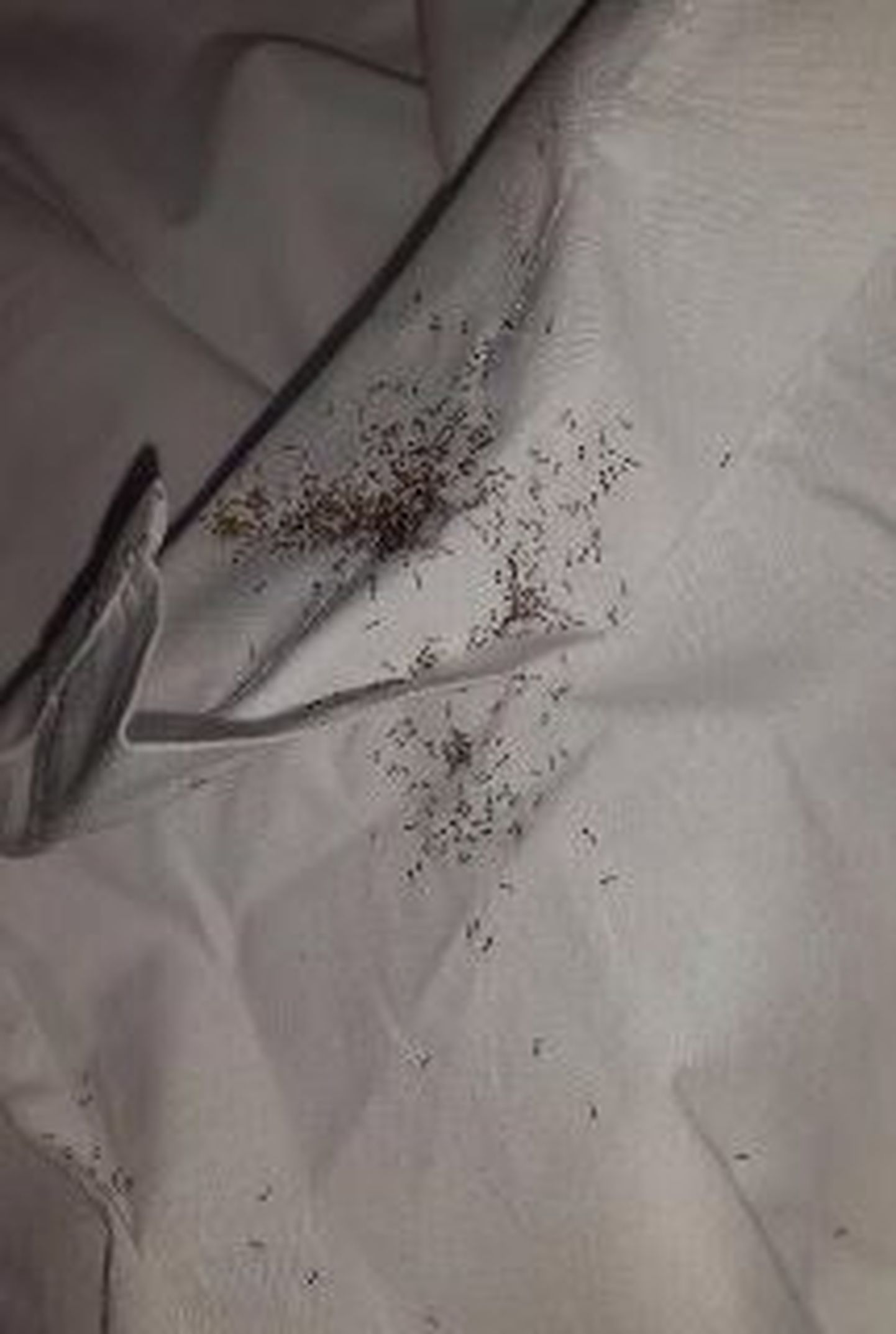 Fernando Muslera tehtud foto oma voodis olevatest putukatest.