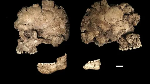 100,000-year-old skeleton may show first evidence of intentional human violence