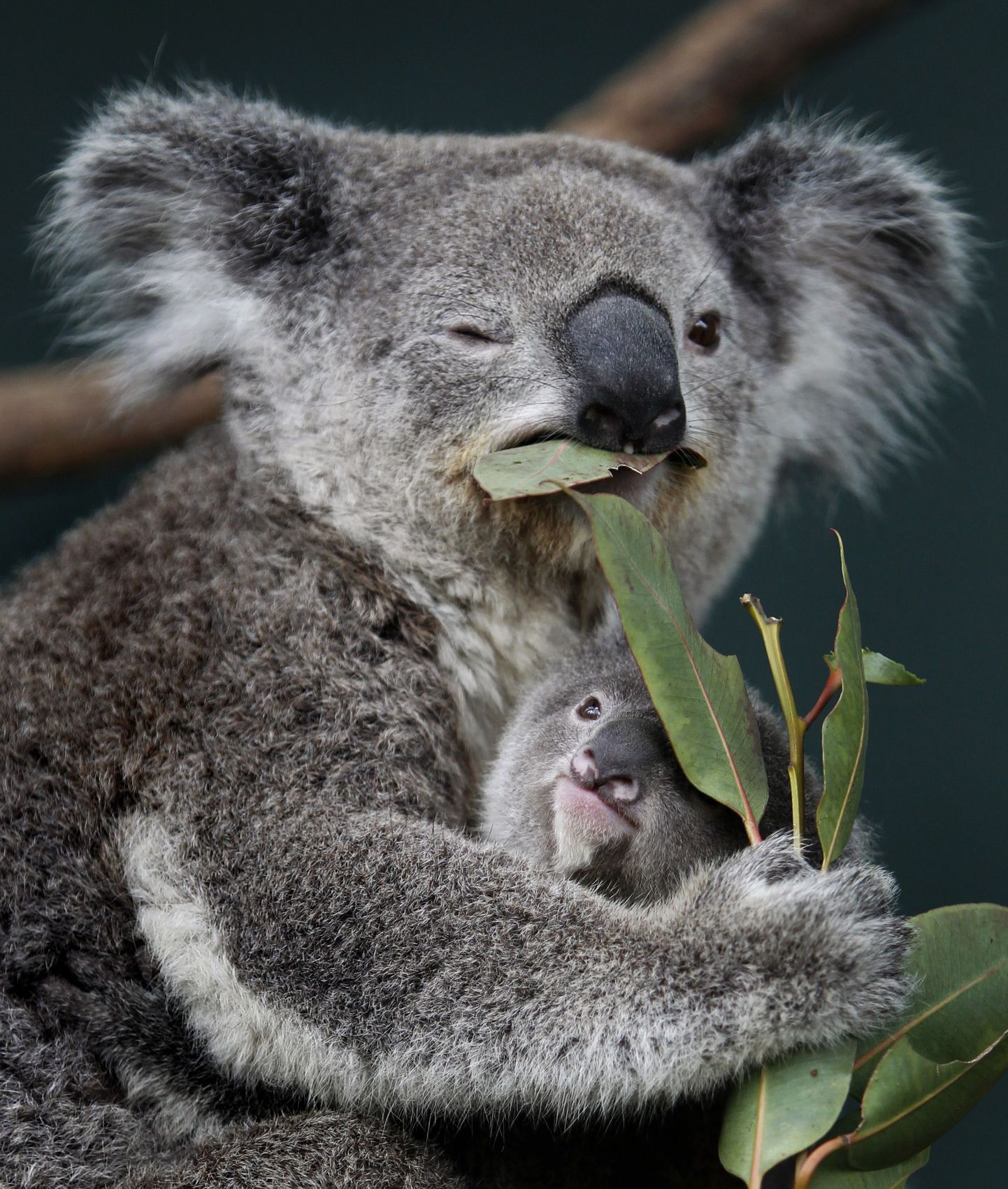 Иллюстративные коала-мама и коала-дочка