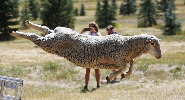 USAs toimus karjakoerte võistlus, kus lambad näitasid, kui head hüppajad nad on