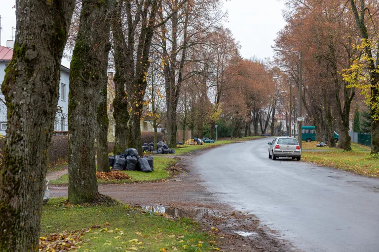Viljandi Lembitu puiestee oli töönädala lõpuks paksult lehekotte täis kuhjatud.