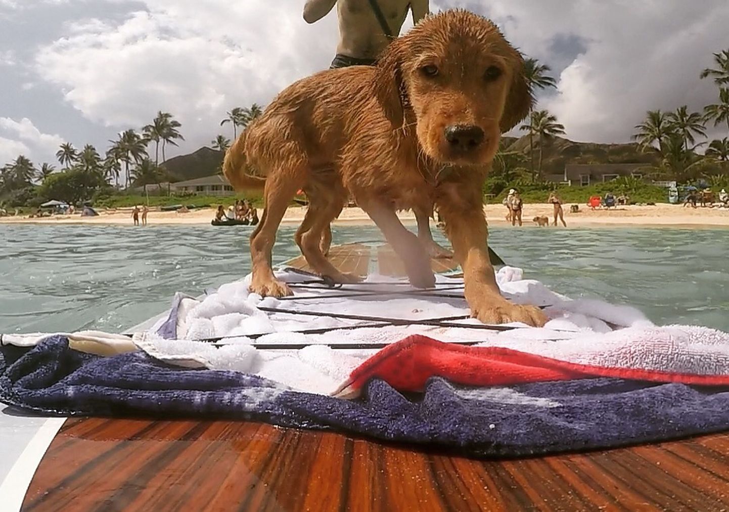 PIC BY LILYSHAWAIIANBUCKLIST / CATERS NEWS - (PICTURED: Lily stand up paddle boarding with her owners ) - A poorly pup is ticking off her Hawaiian bucket list items with the help of her doting owners. Corryn Martin, 28, and her husband Alex, 30, from Morgan Hill, California, USA, live with golden retriever, Lily, in Kailua, Hawaii. When five-month-old Lily was diagnosed with severe renal dysplasia her devastated owners compiled a list of adventures for the whole family to embark on. The first item on the bucket list was, like a true Hawaiian local, learning to swim in the ocean. While the latest addition is to train, the adorable pooch to become a therapy dog for children receiving chemotherapy treatment. SEE CATERS COPY