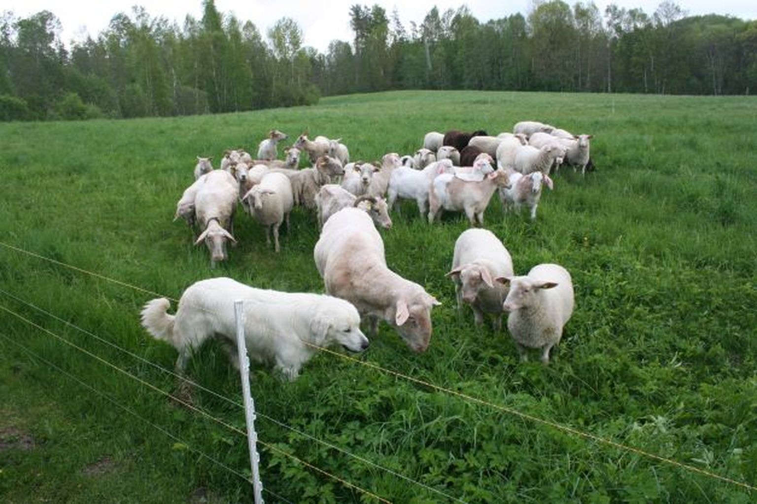 Lambaid kaitseb elektrikarjus ja karjavalvekoer.